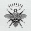 Herbacea