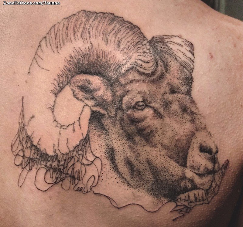  Bighorn sheep and  Outer Limits Tattoo and Museum  Facebook
