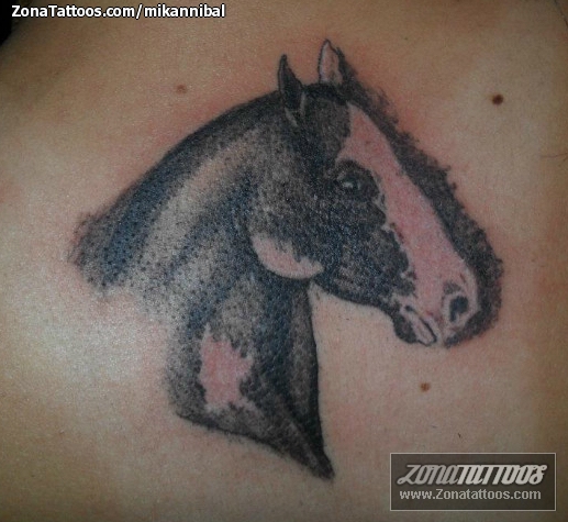 Horse Tattoo Images  Designs