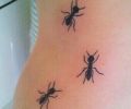Tatuaje de carlos_leon