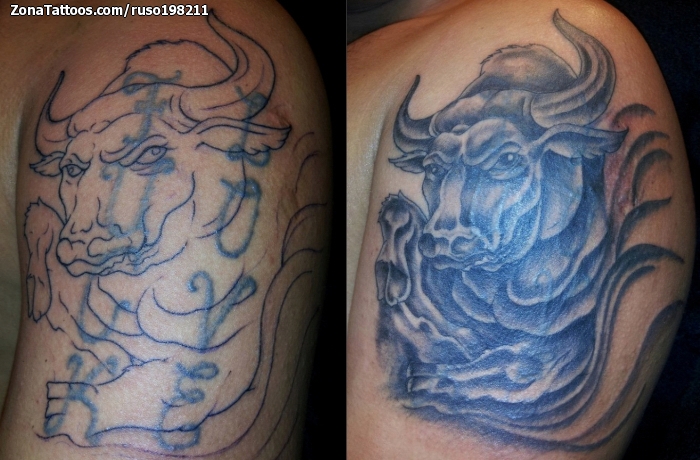 Tattoo of Bulls, Animals, Cover Up